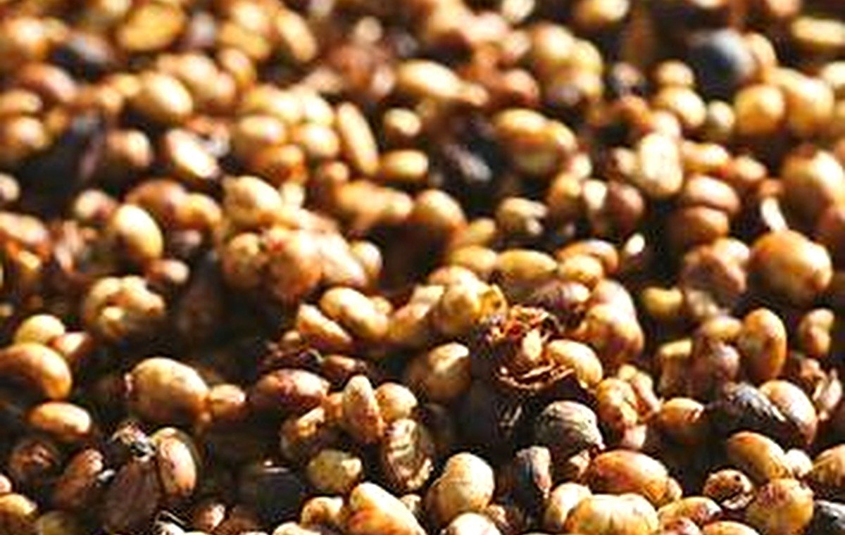 Arabica coffee beans