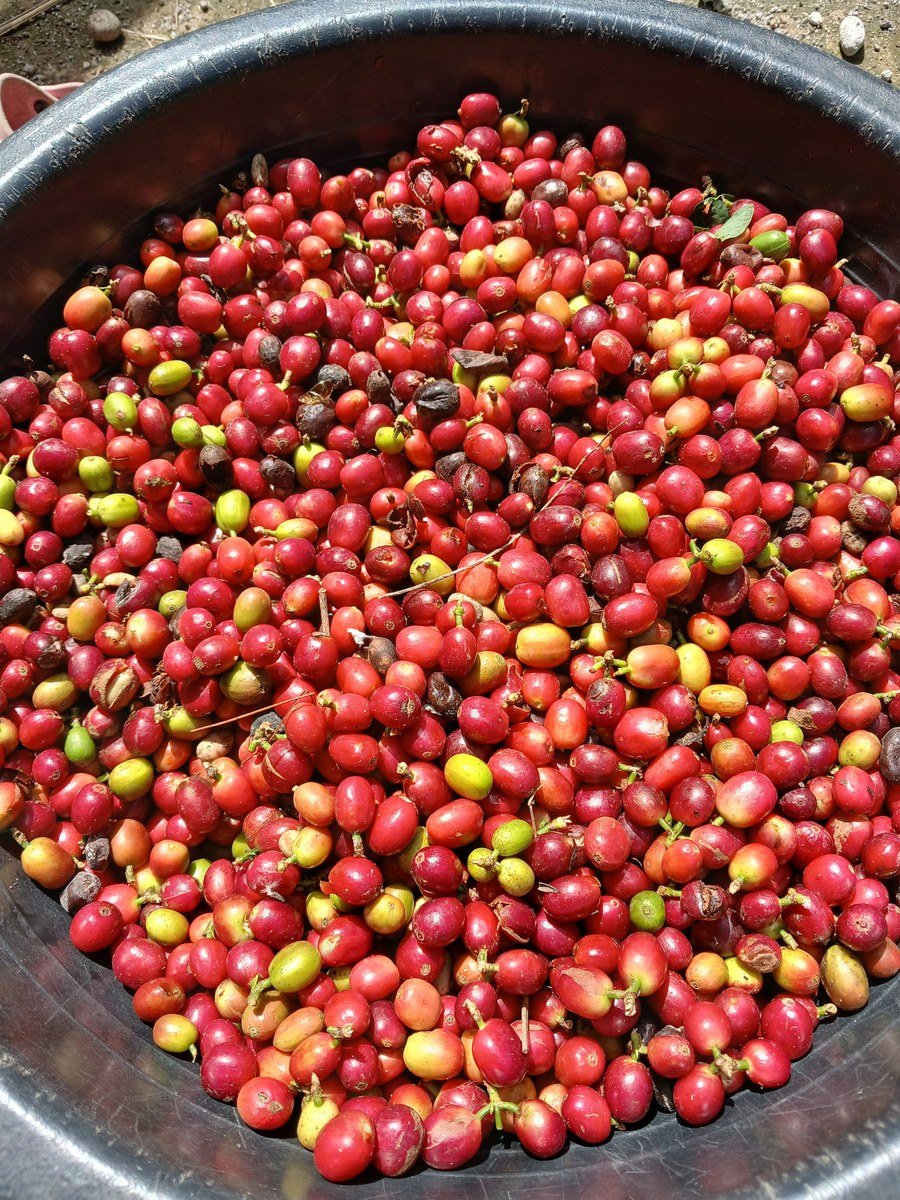 Toraja coffee cherries
