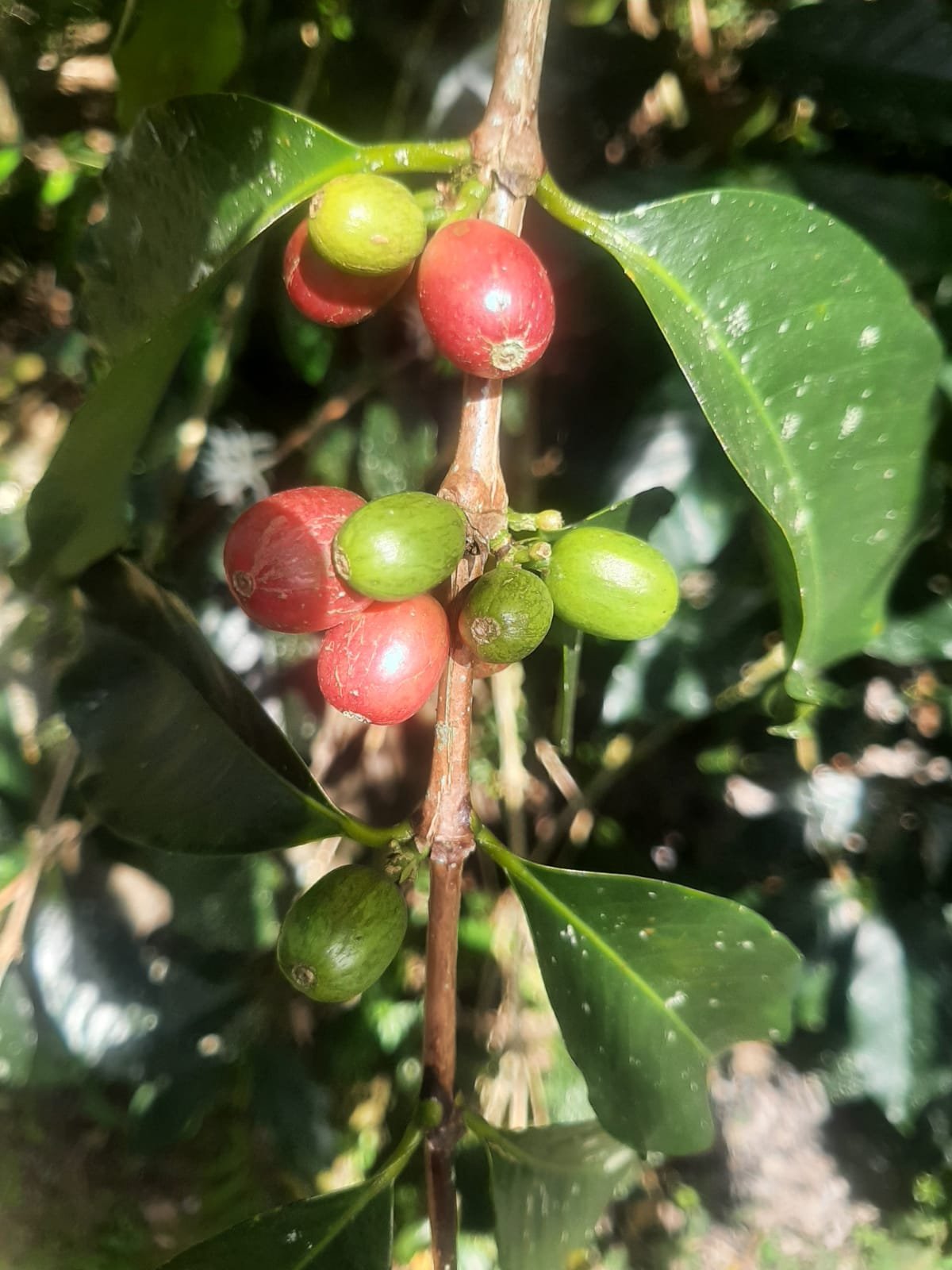 Toraja coffee landscape