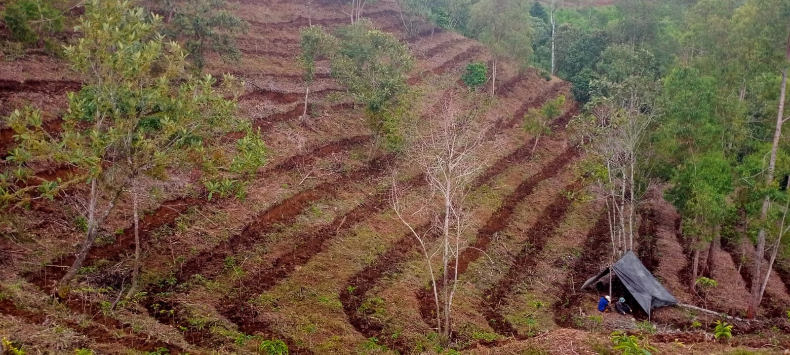 Kebun kopi terasering di lereng Toraja