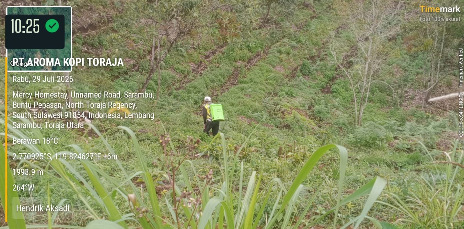 Kebun kopi Toraja