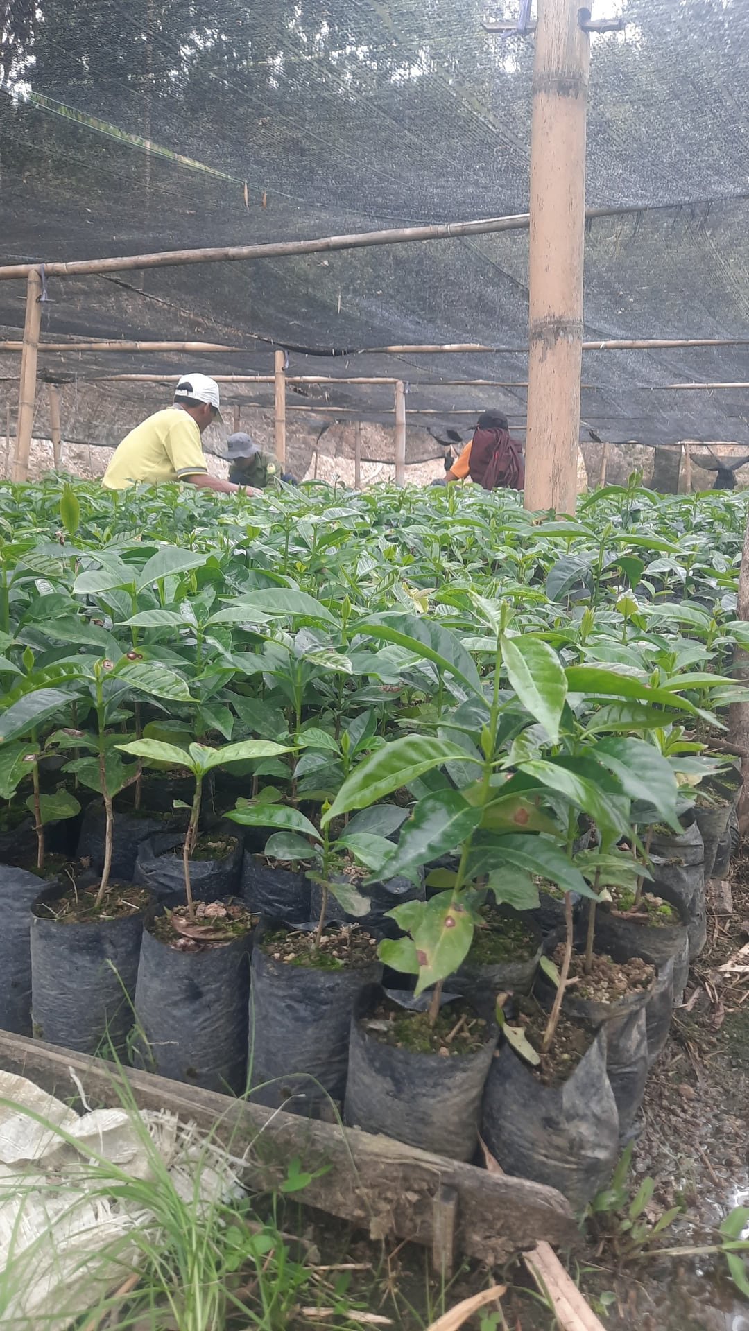 Petani merawat bibit kopi di pembibitan Toraja