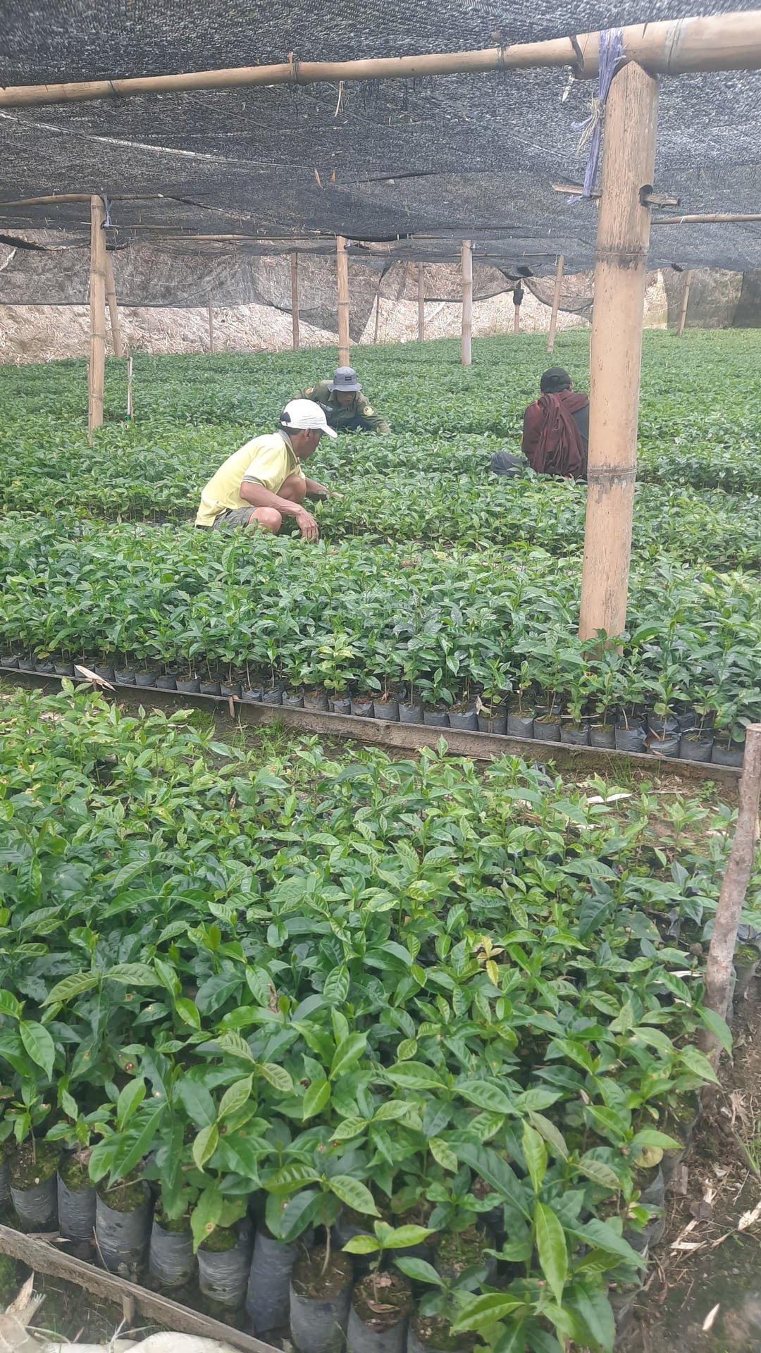 Barisan bibit kopi Toraja di pembibitan