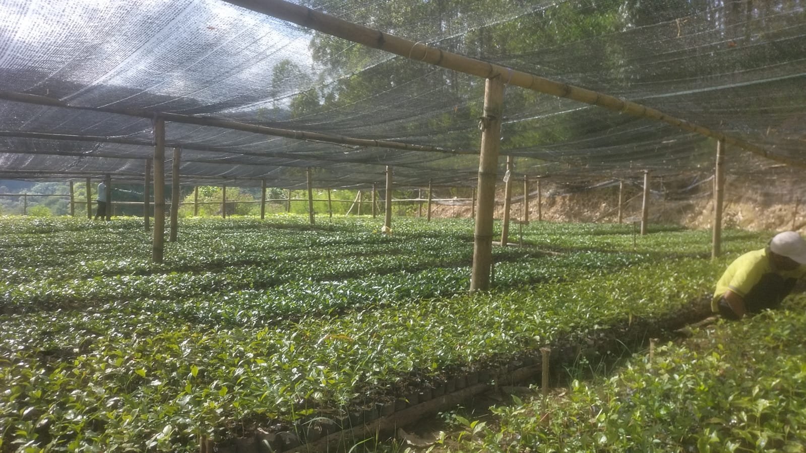 Persemaian bibit kopi Toraja