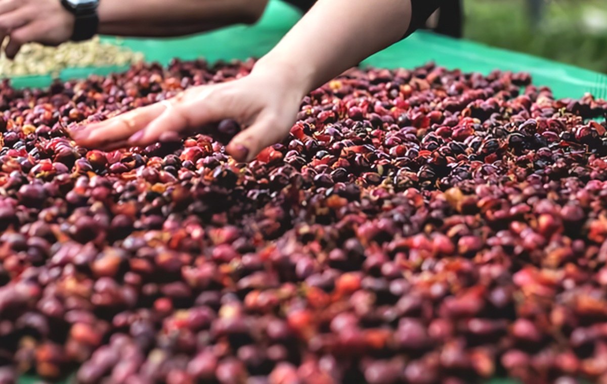 Bean selection process
