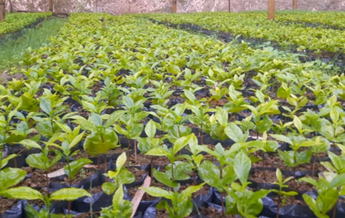 Coffee sourcing from farmers