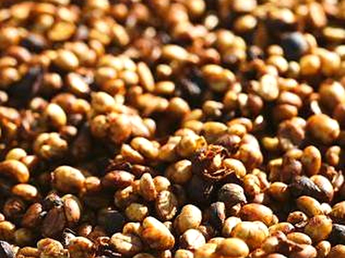 Sun-dried selected coffee beans