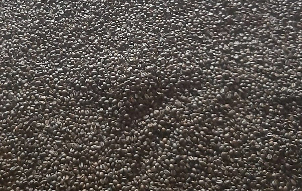 Robusta coffee beans