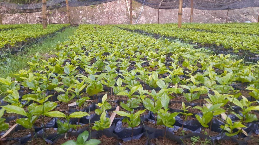 Coffee seedlings